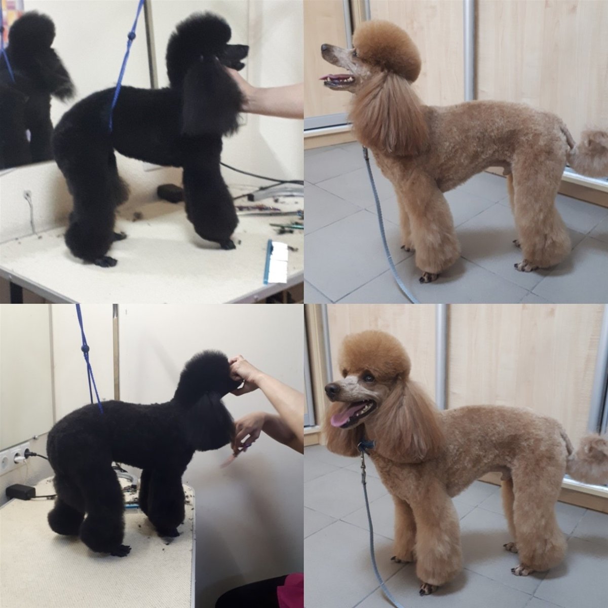 Карликовый пудель Размеры