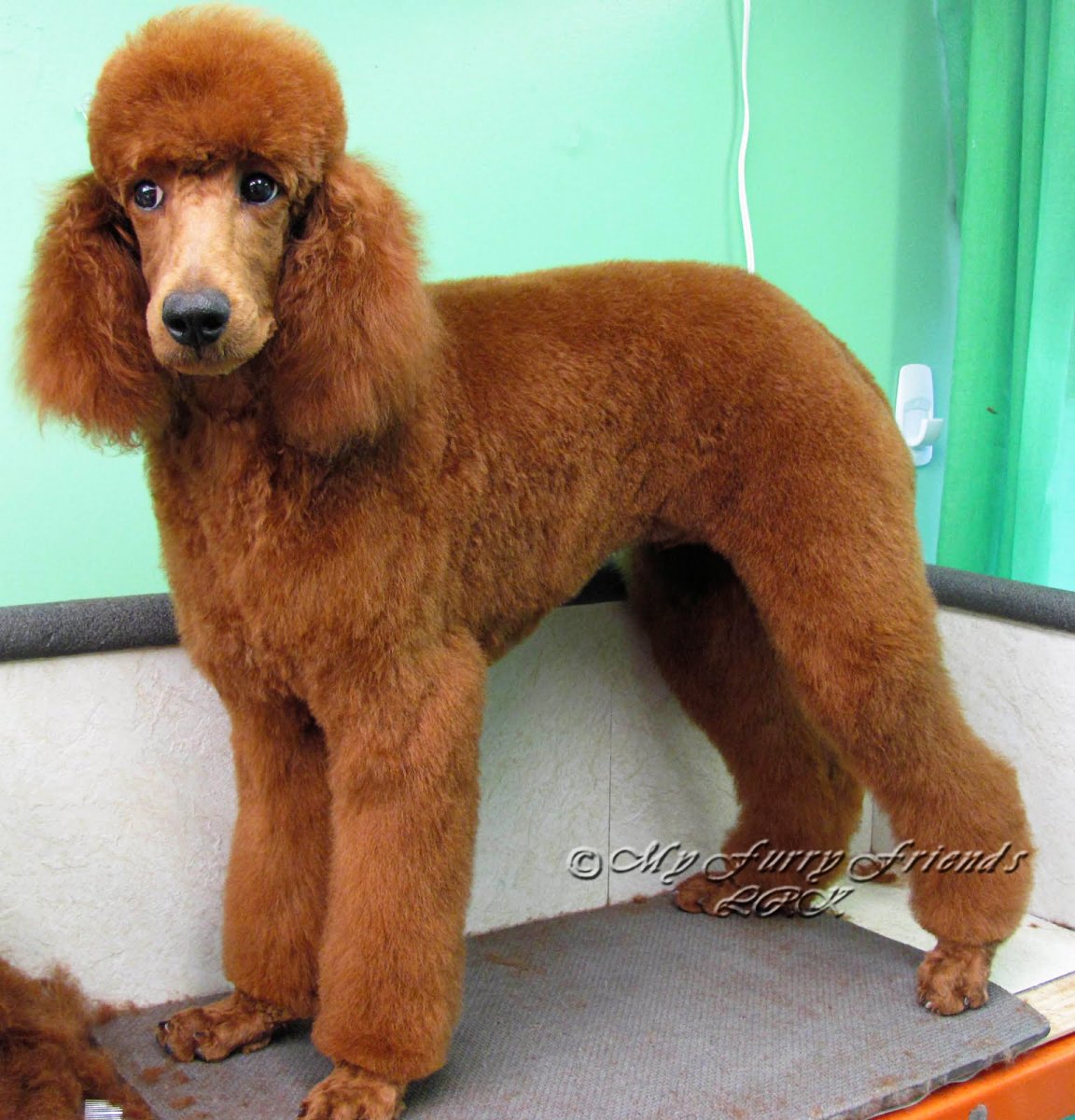 Той пудель стрижка Паппи