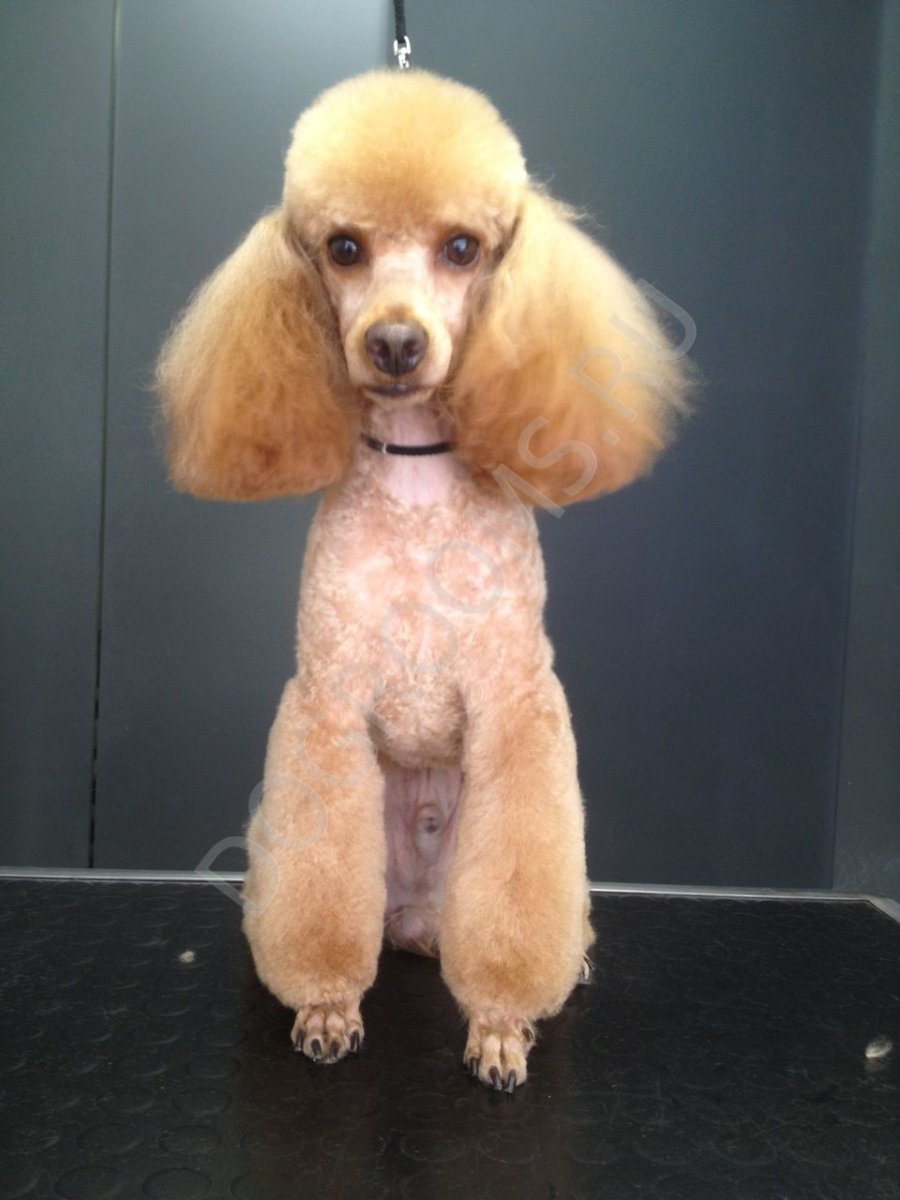 Классическая стрижка пуделя