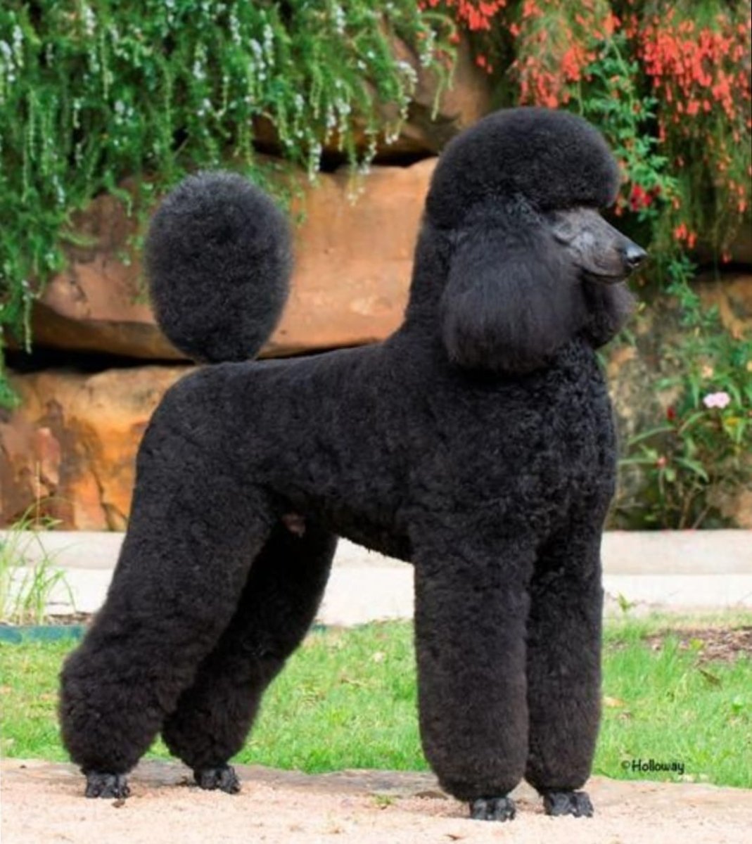 Классическая стрижка для королевского пуделя