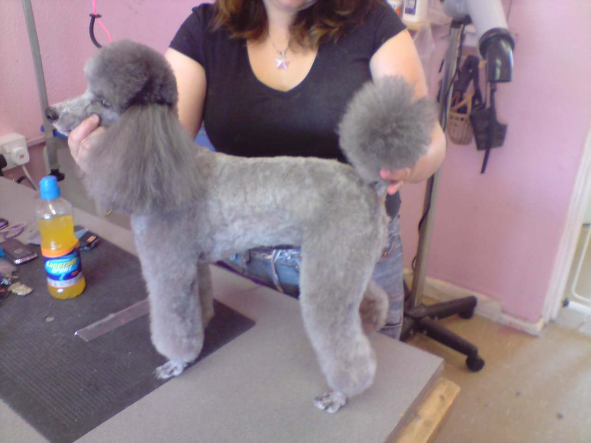 Стрижка Азимут пудель