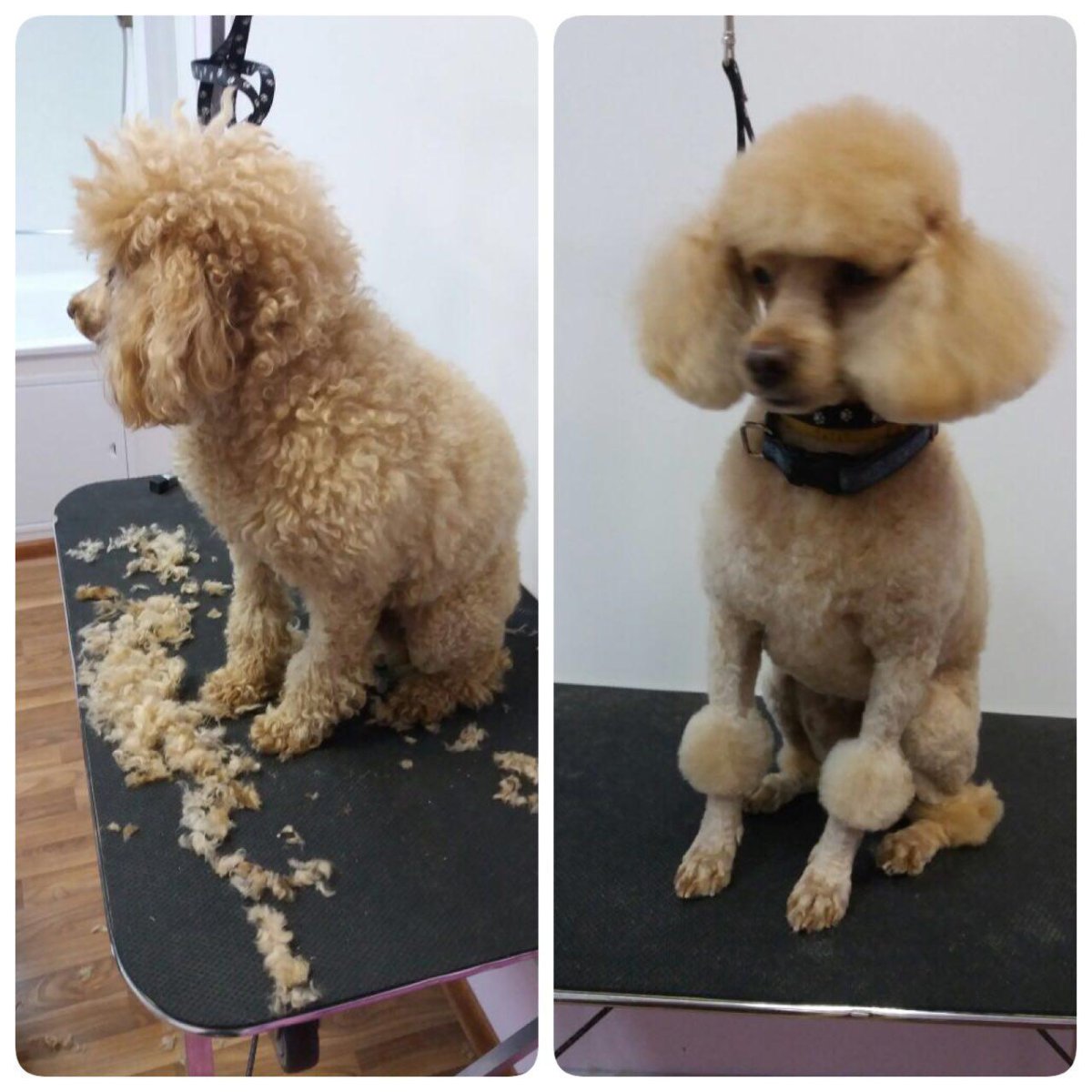 Карликовый пудель груминг