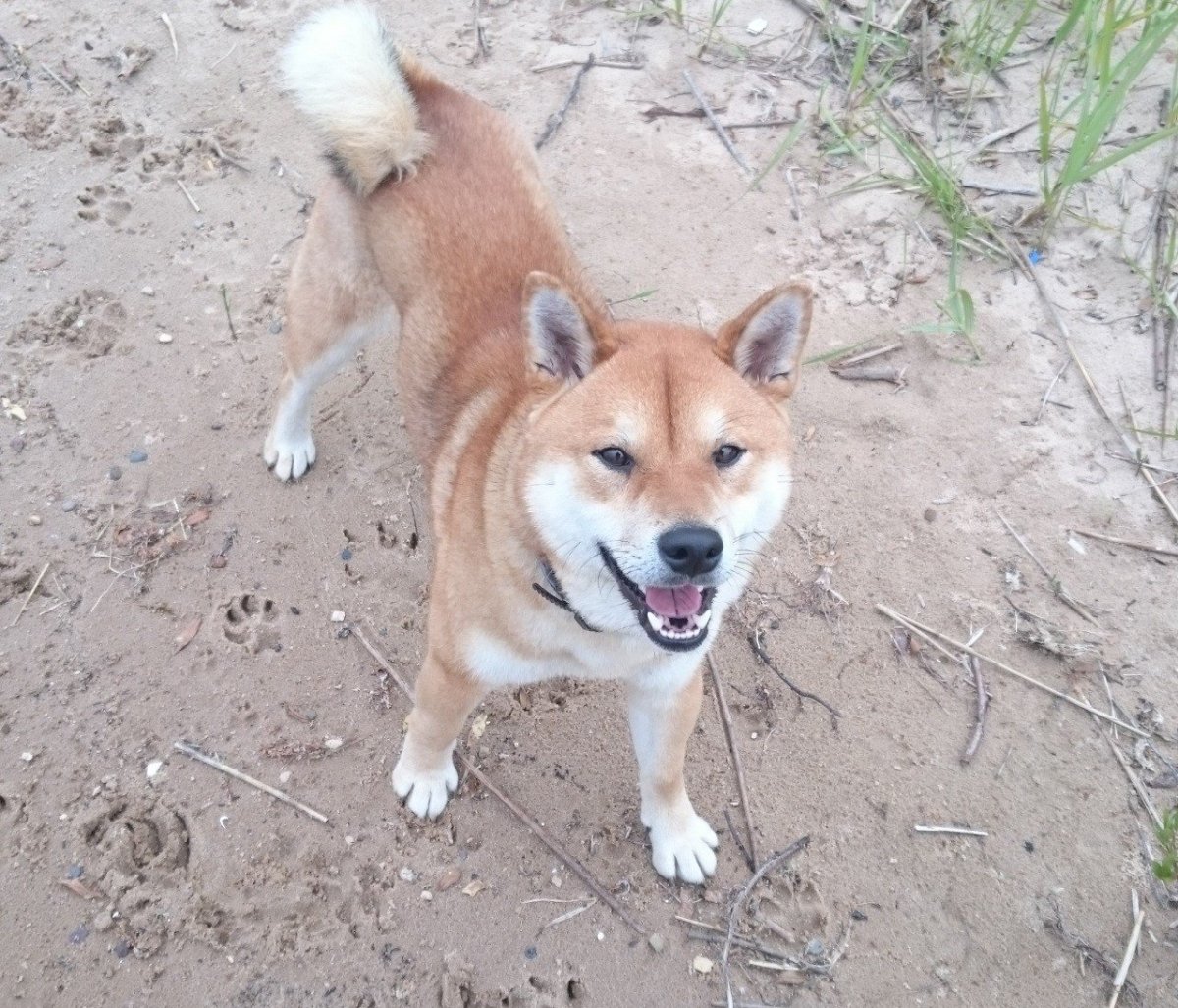 Сиба ину помесь с лайкой