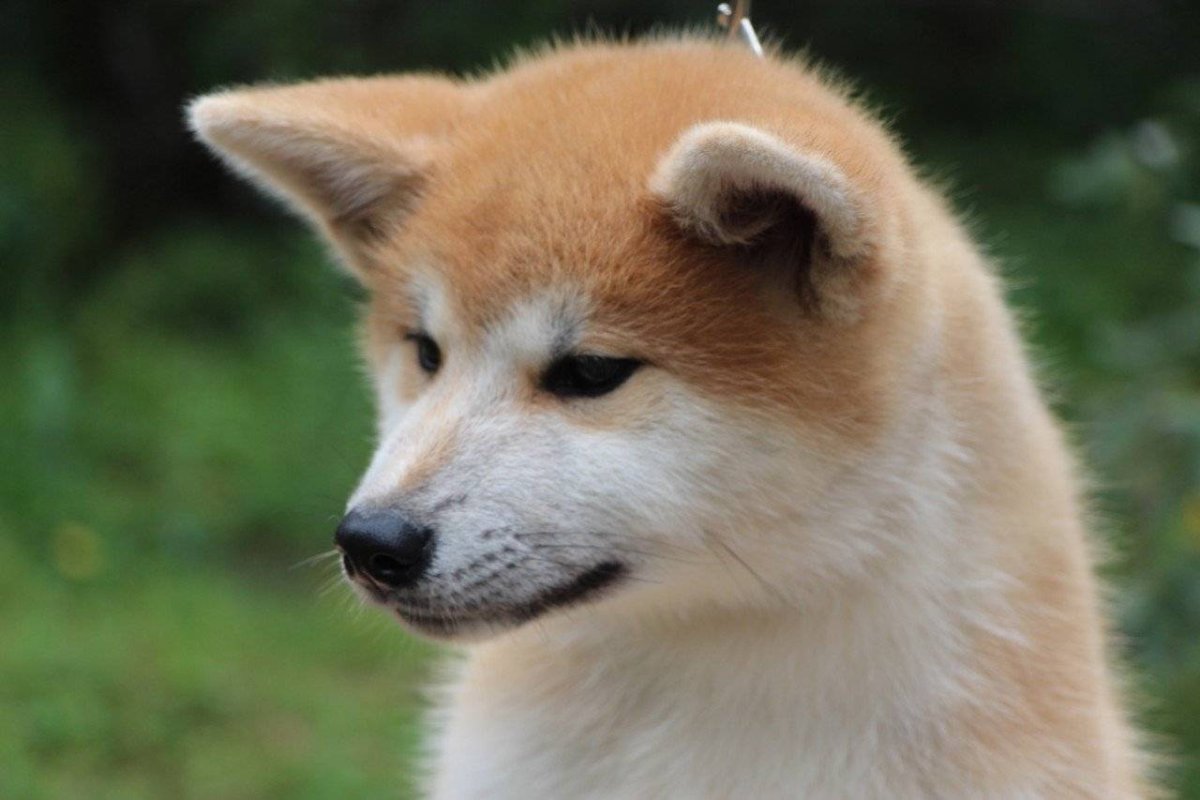 Собачка Лисичка порода