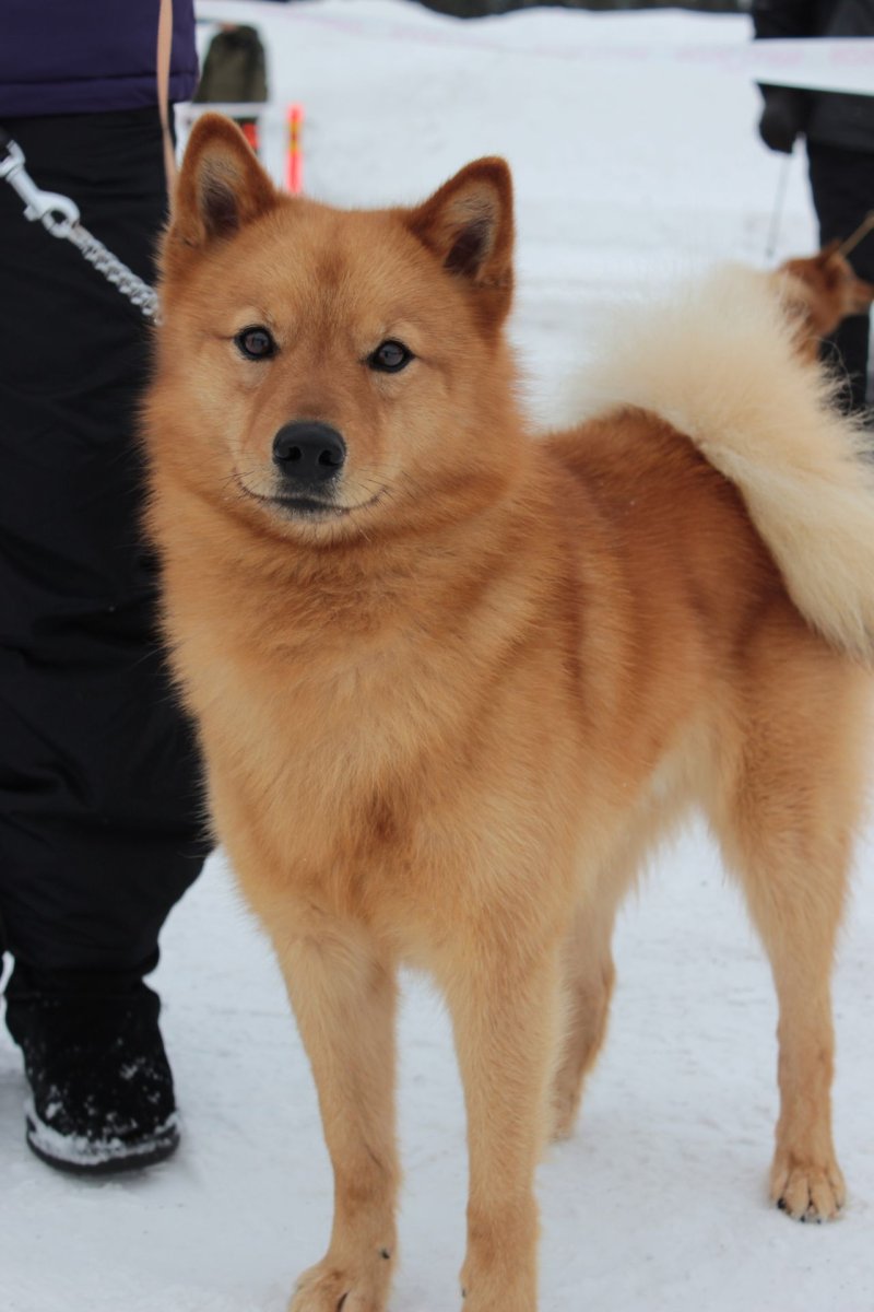 Finnish Spitz
