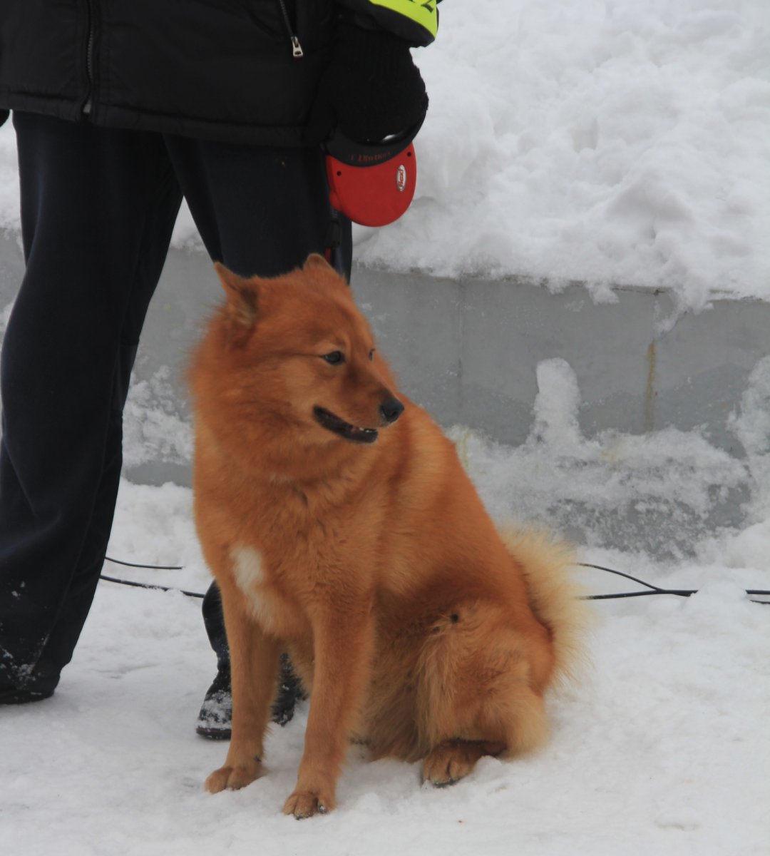 Фино корейская лайка фото