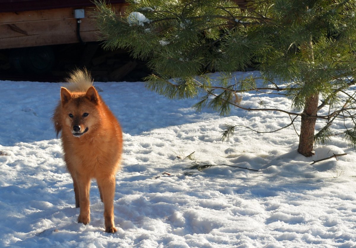Карело-финская лайка вея зима