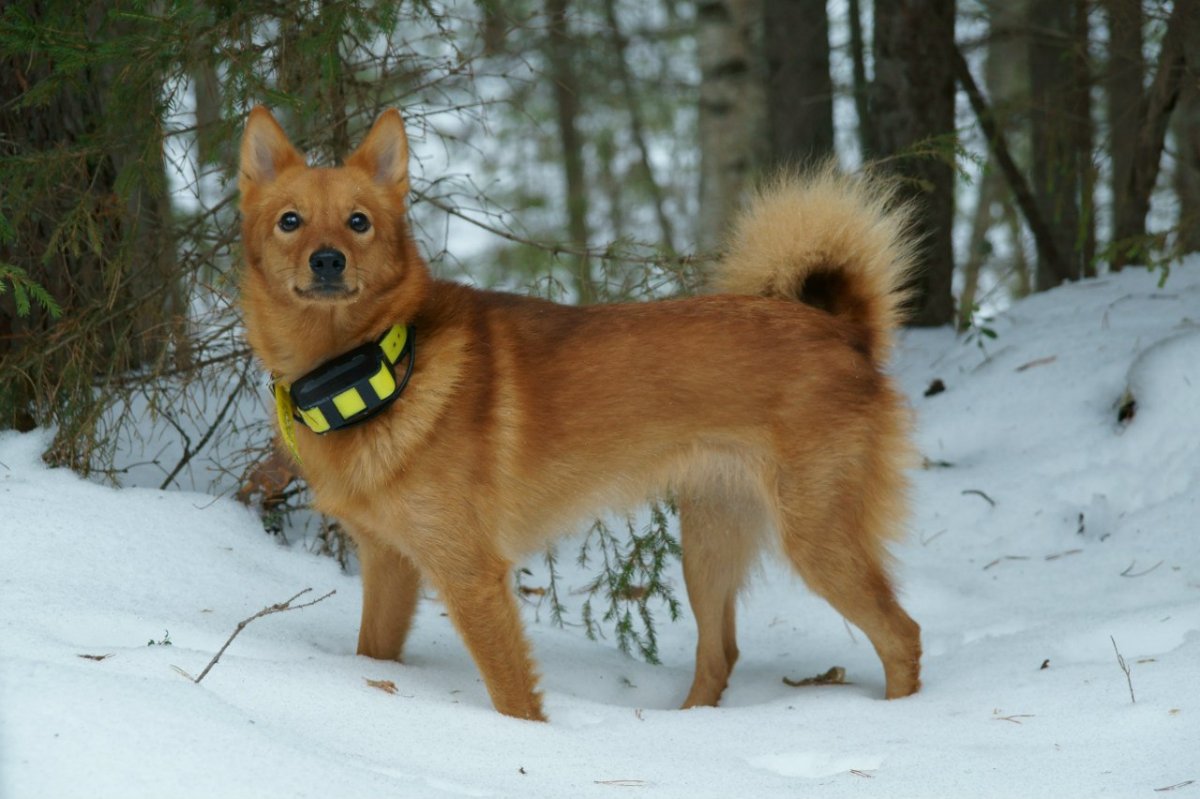 Карело-финская лайка