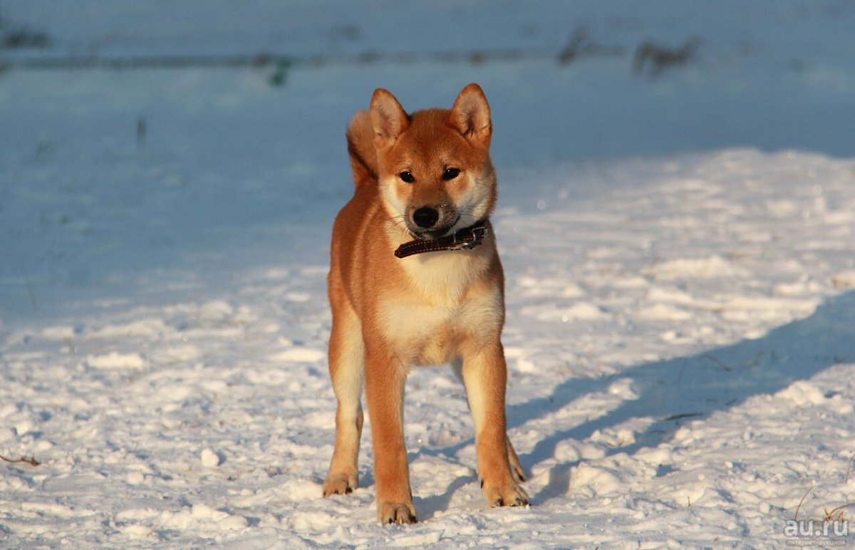 Сиба ину 1