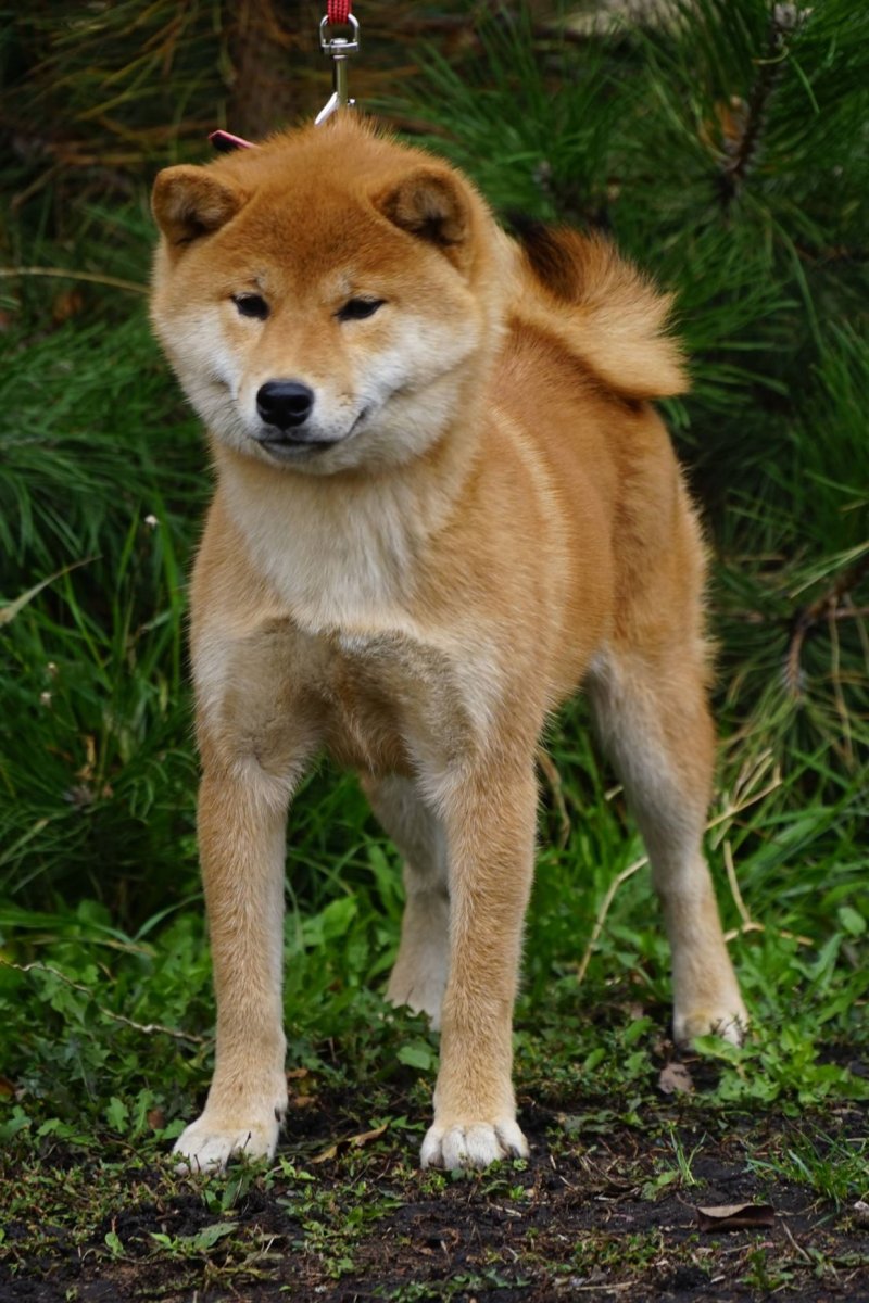 Лайка сиба ину