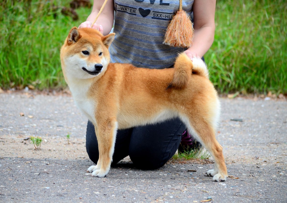 Сиба-ину 40 см в холке