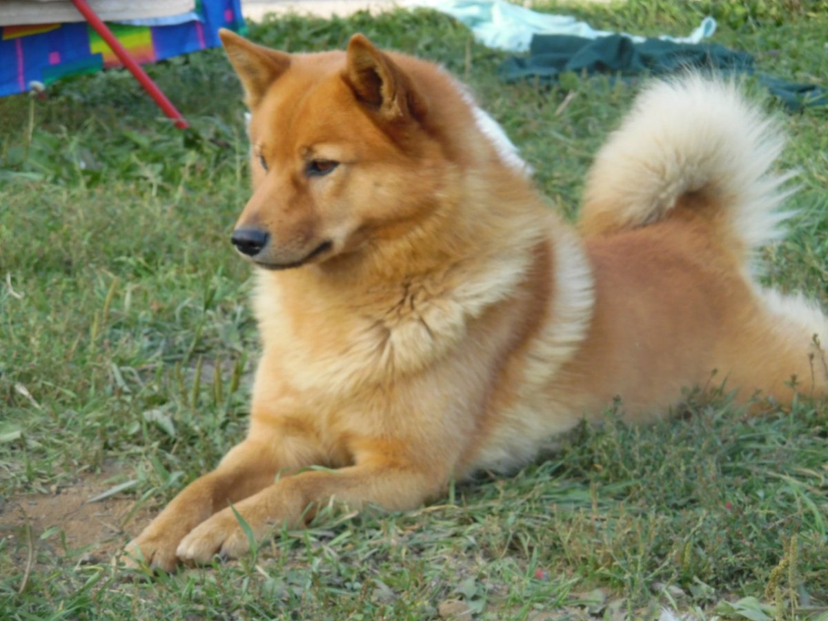 Карело-финская лайка в векторе