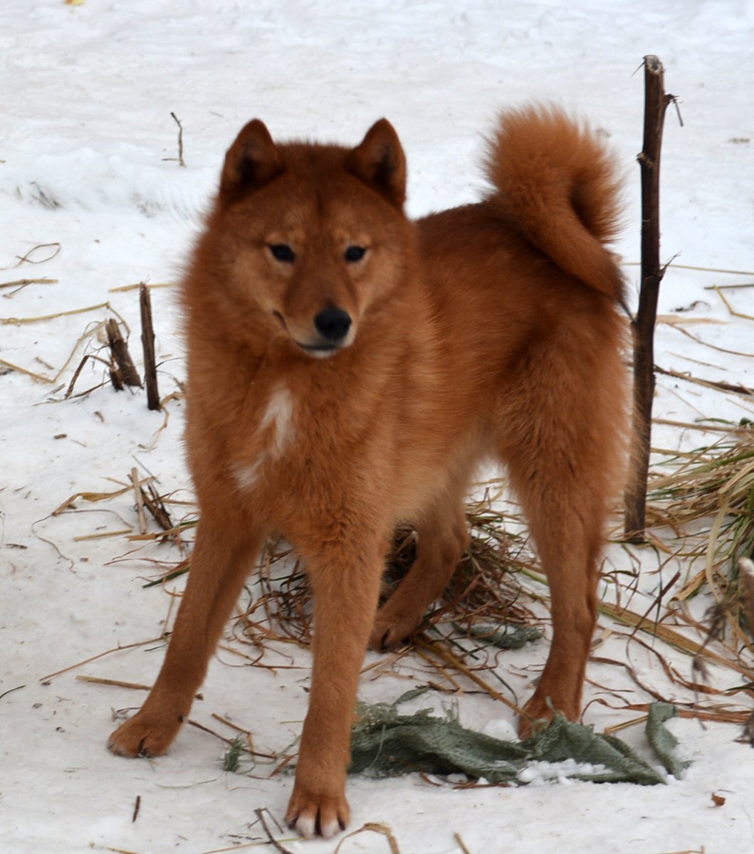 Карело-финская лайка белая