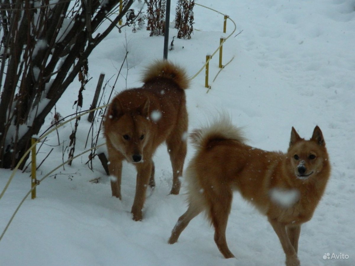 Карело-финская лайка
