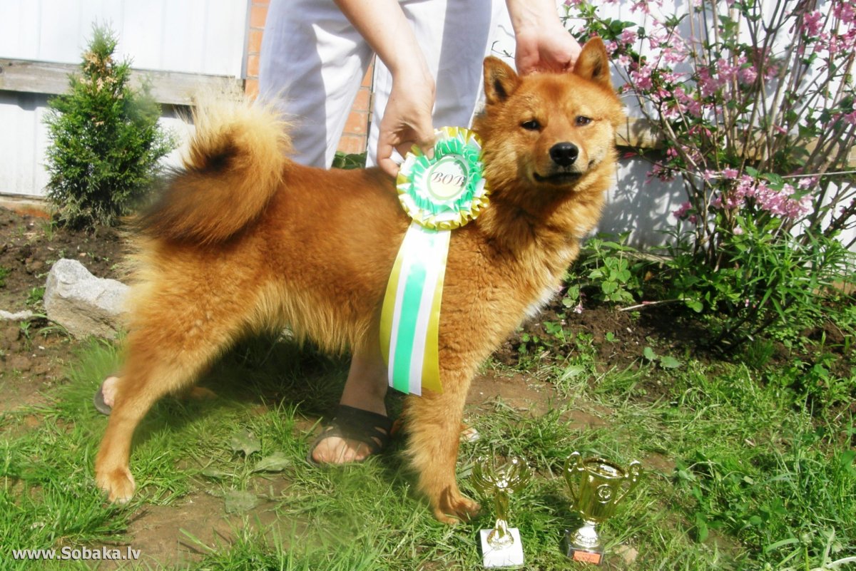 Питомник золото небес сиба