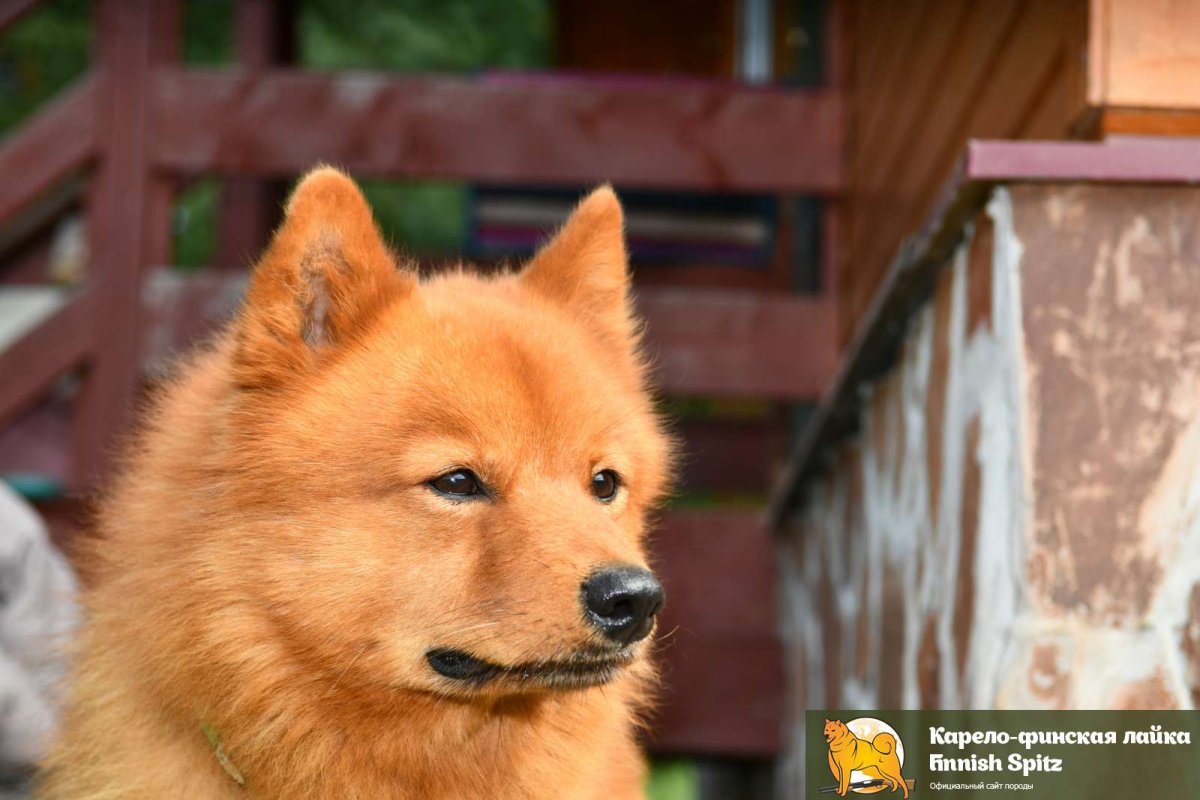 Карело-финская лайка в векторе