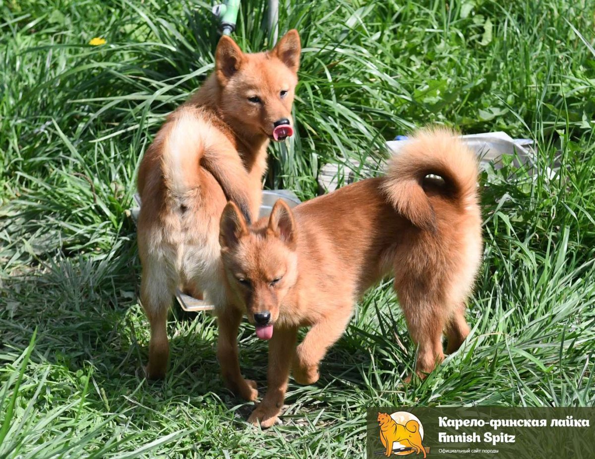 Карело-финская лайка с человеком