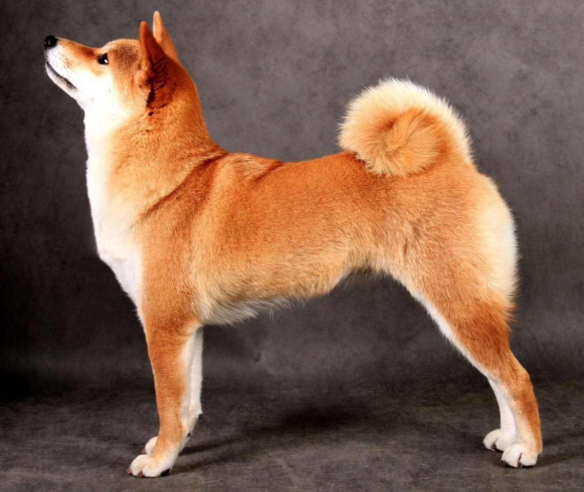 Сиба ину хвост