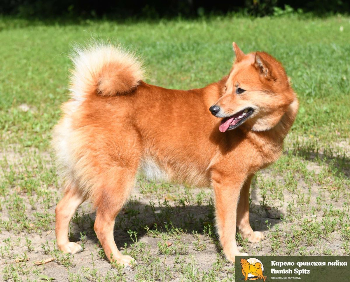 Бигль Карело финская лайка