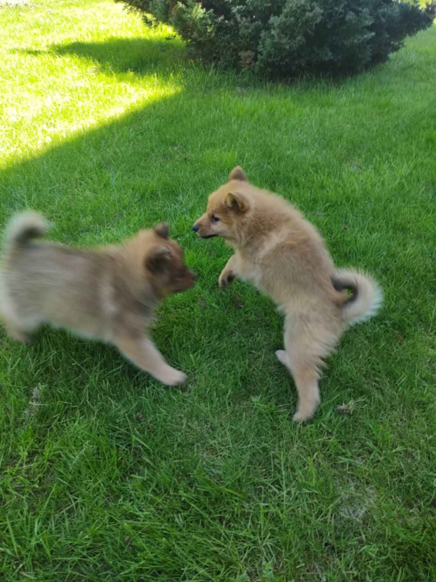 Помет щенков Карело финской лайки