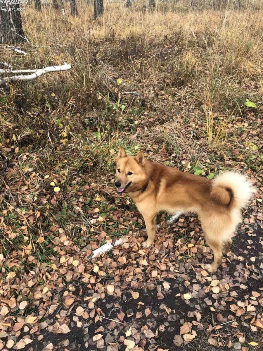 Карело финская лайка шаман Кавура