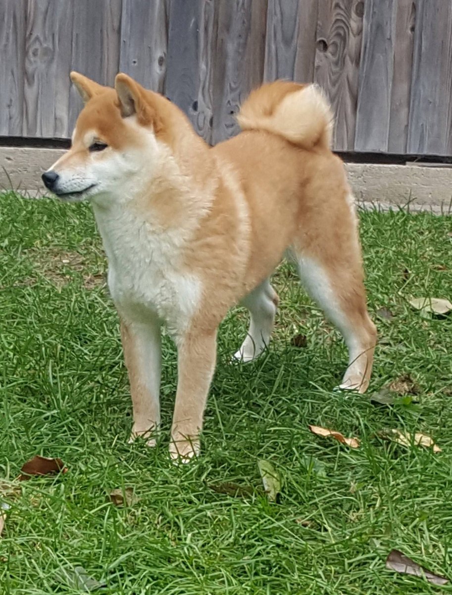 Лайка Акита ину