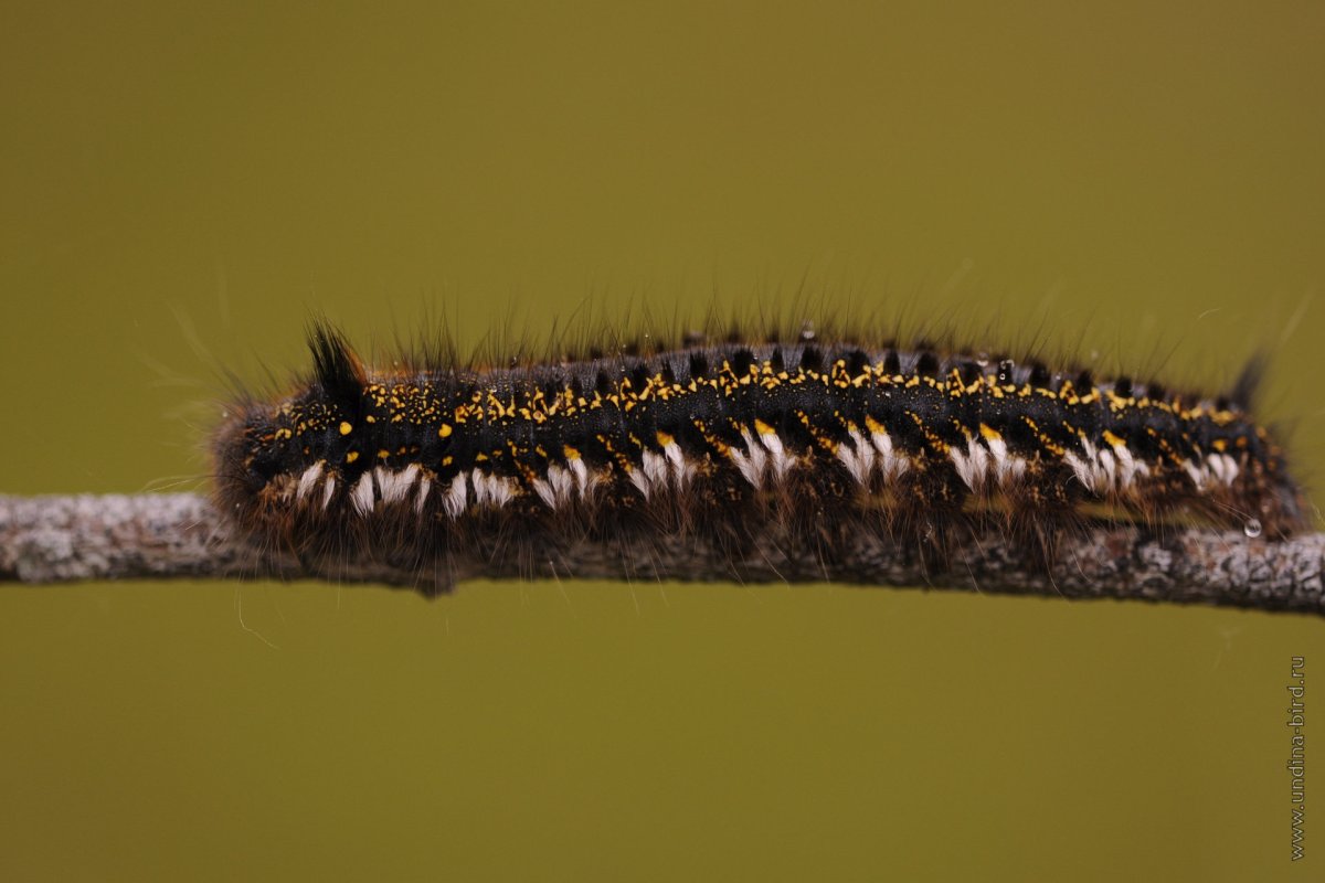 Гусеница можжевеловой моли