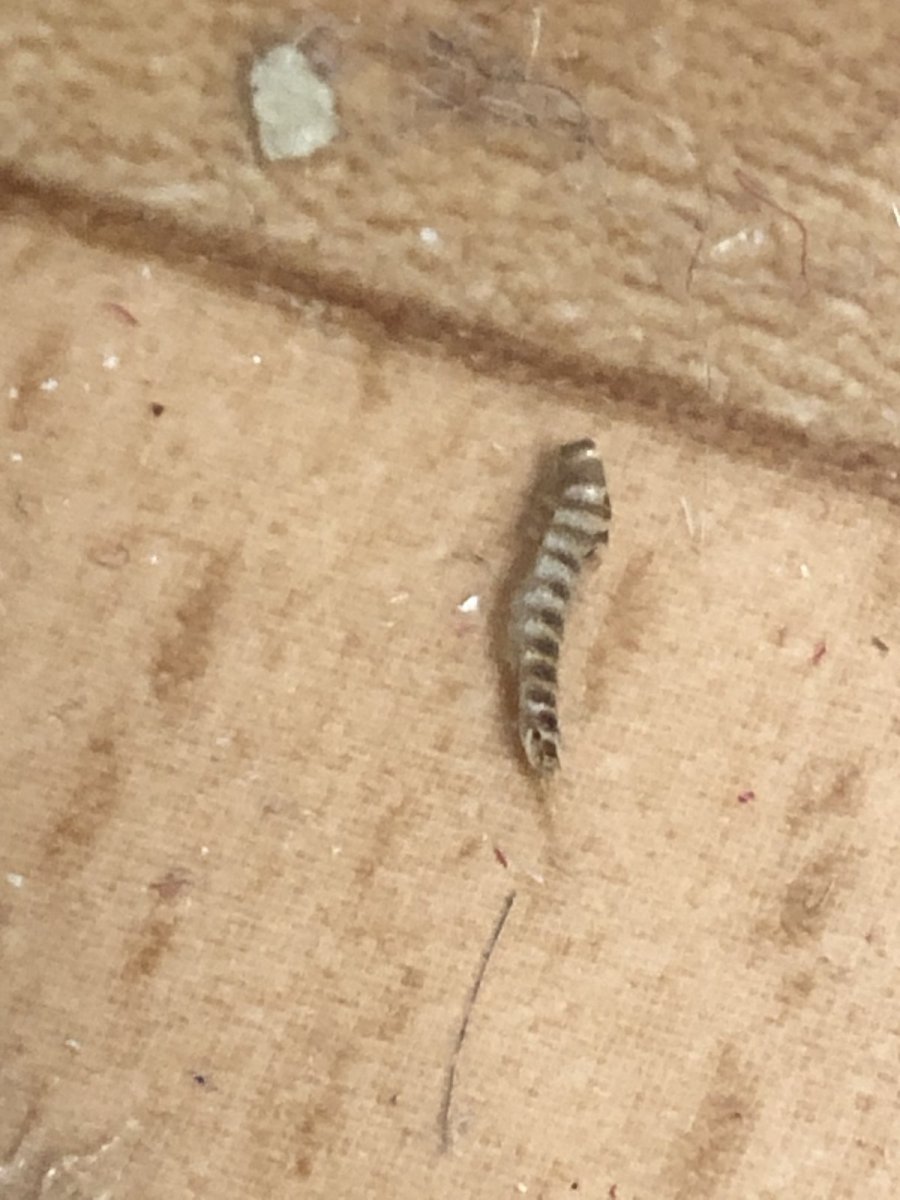 Личинка жука кожееда