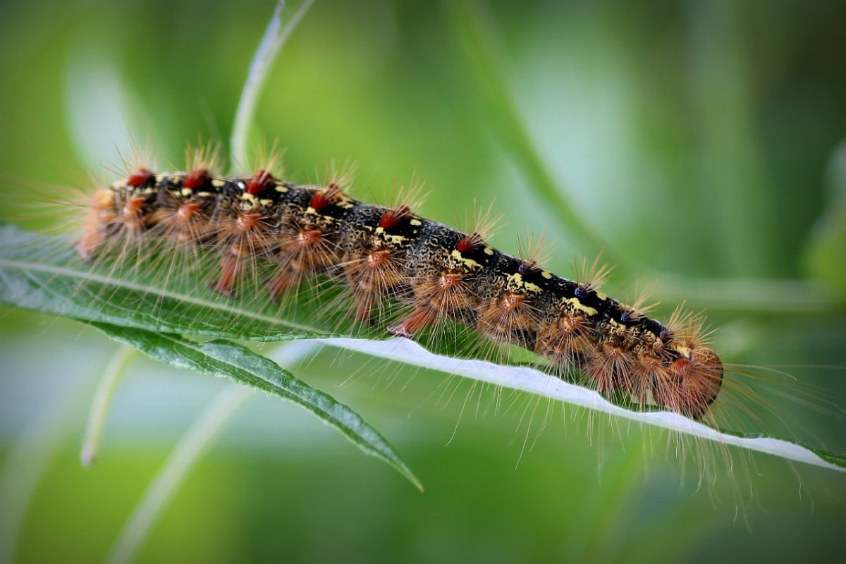 Листогрызущие гусеницы