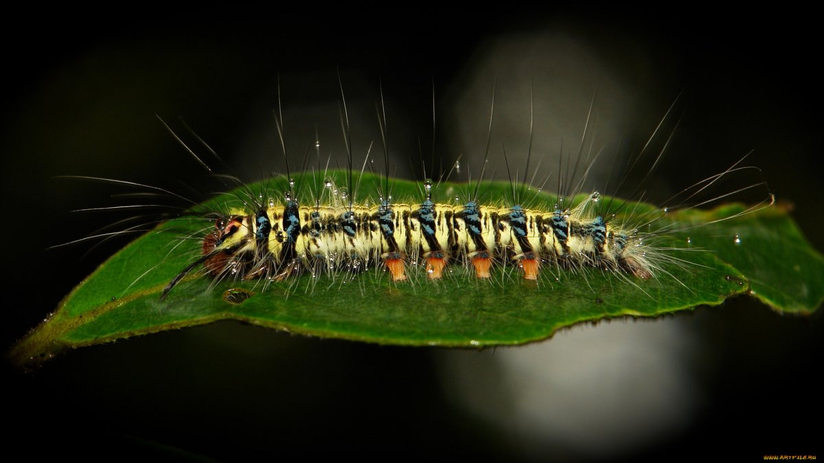 Караван из гусениц