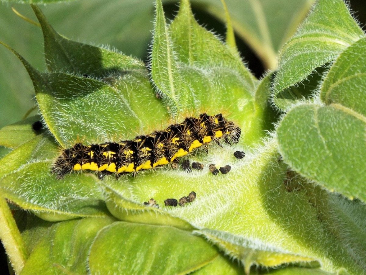 Gnophria rubricollis гусеница