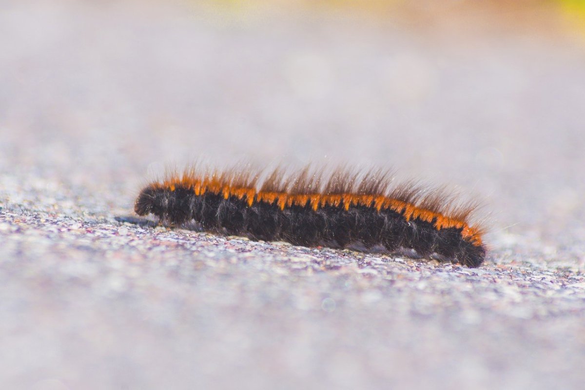 Черная гусеница многоножка
