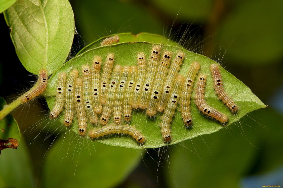 Гусеница на листе макро фото
