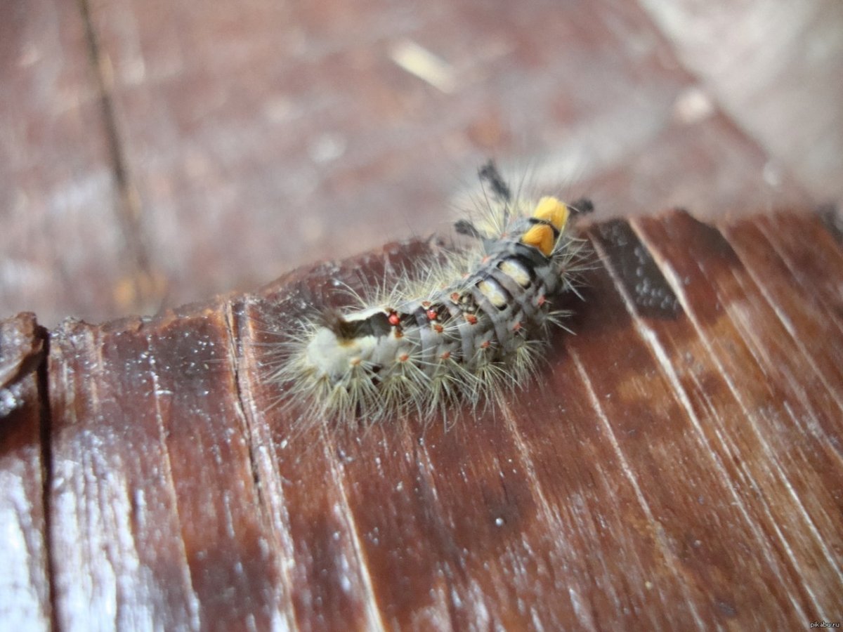 Рогатая мохнатая гусеница