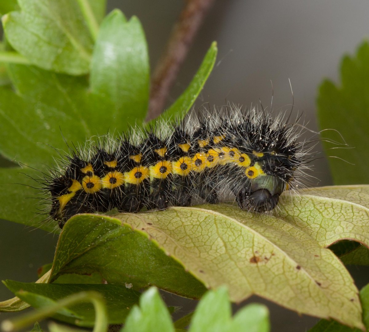 Гусеница моли Пастернак