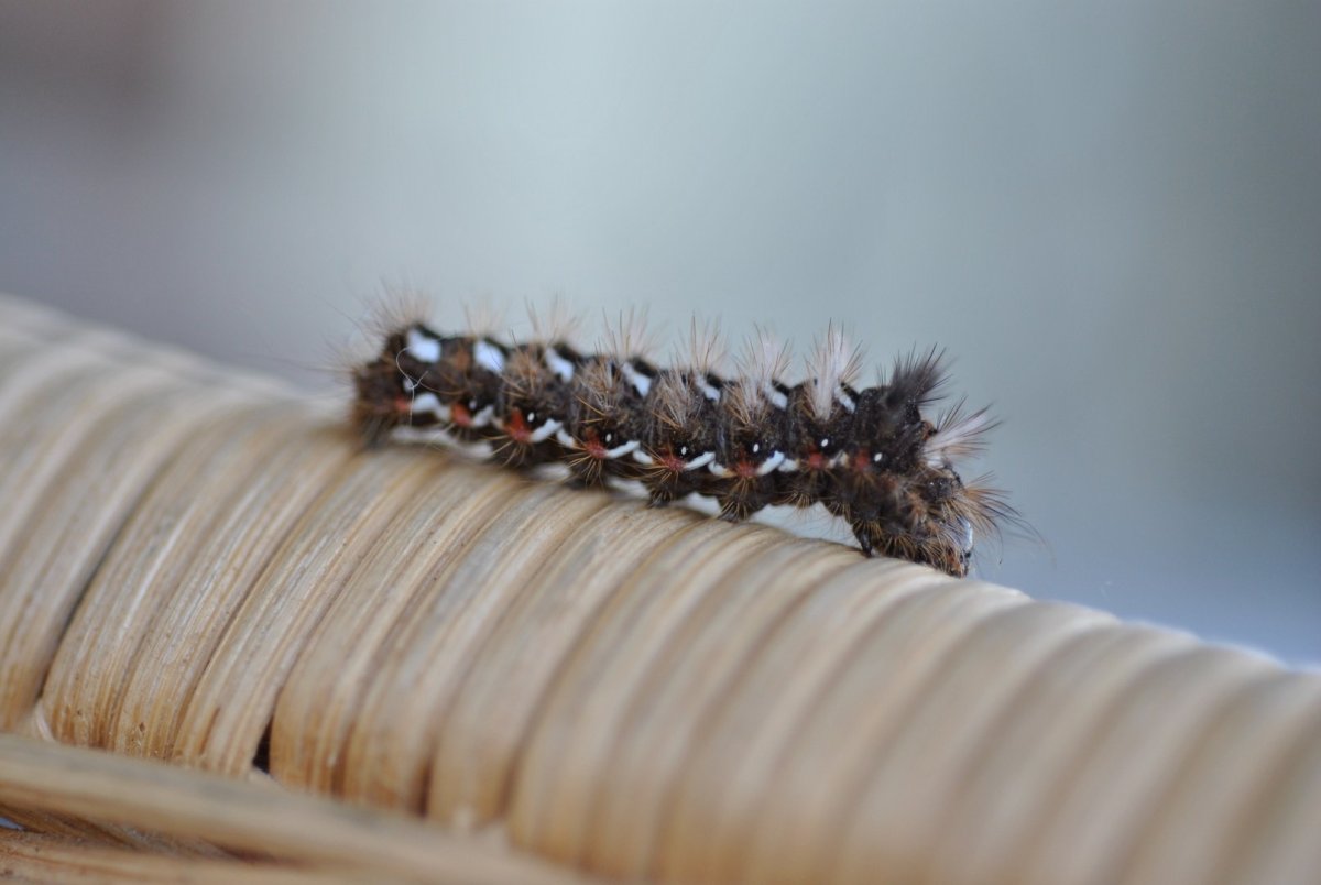 Гусеница многоножка