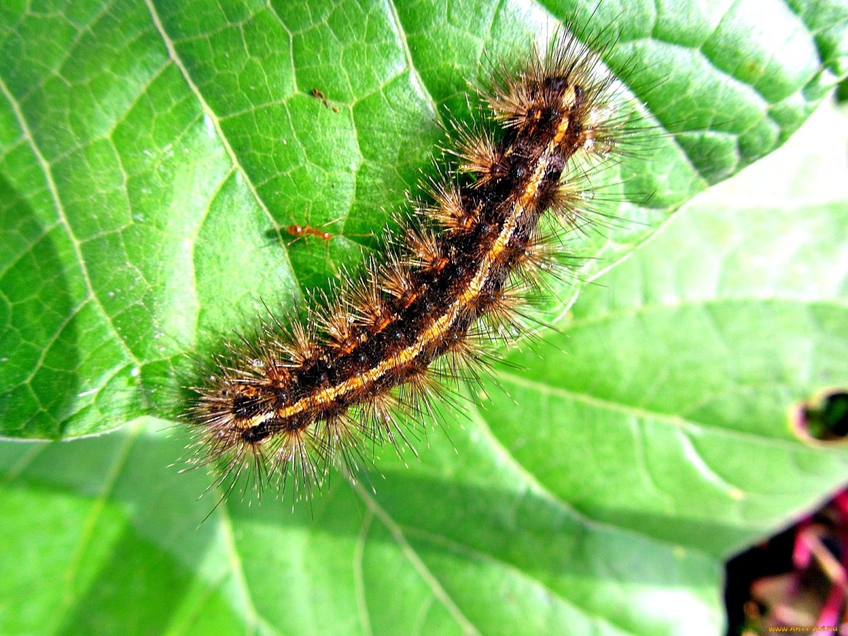Питомцы гусеницы