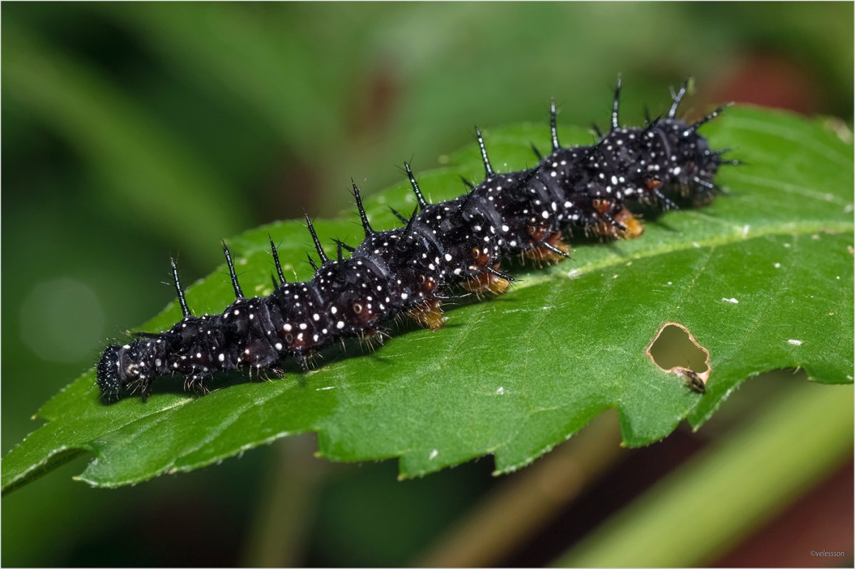 Картинка хорошо быть гусеницей