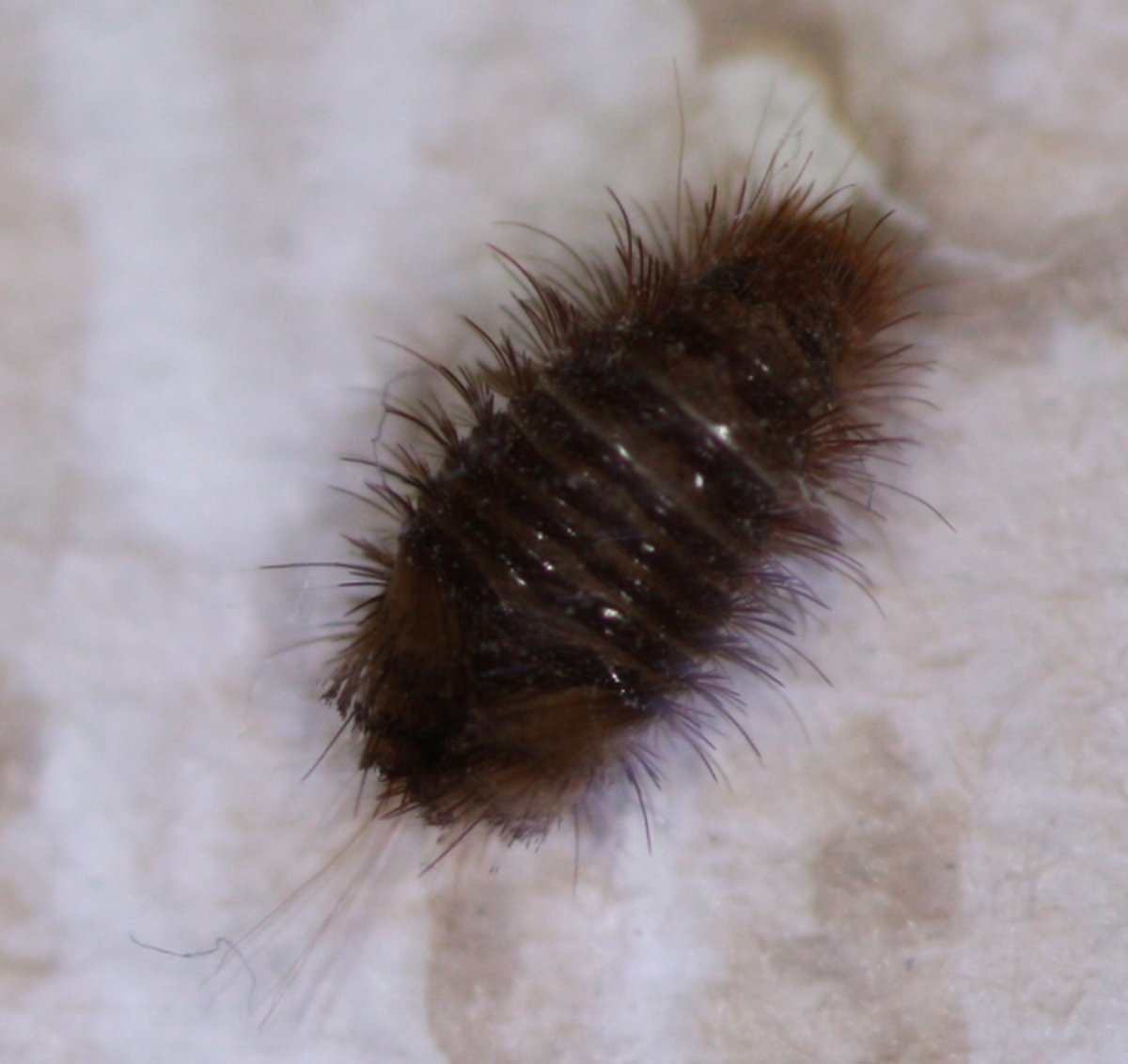 Anthrenus verbasci Larva