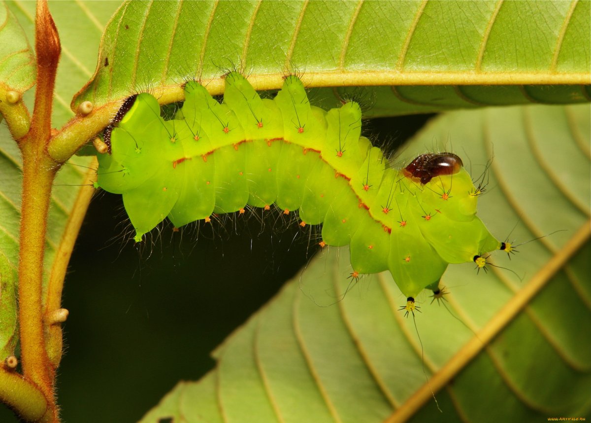 Гусеница Мишель