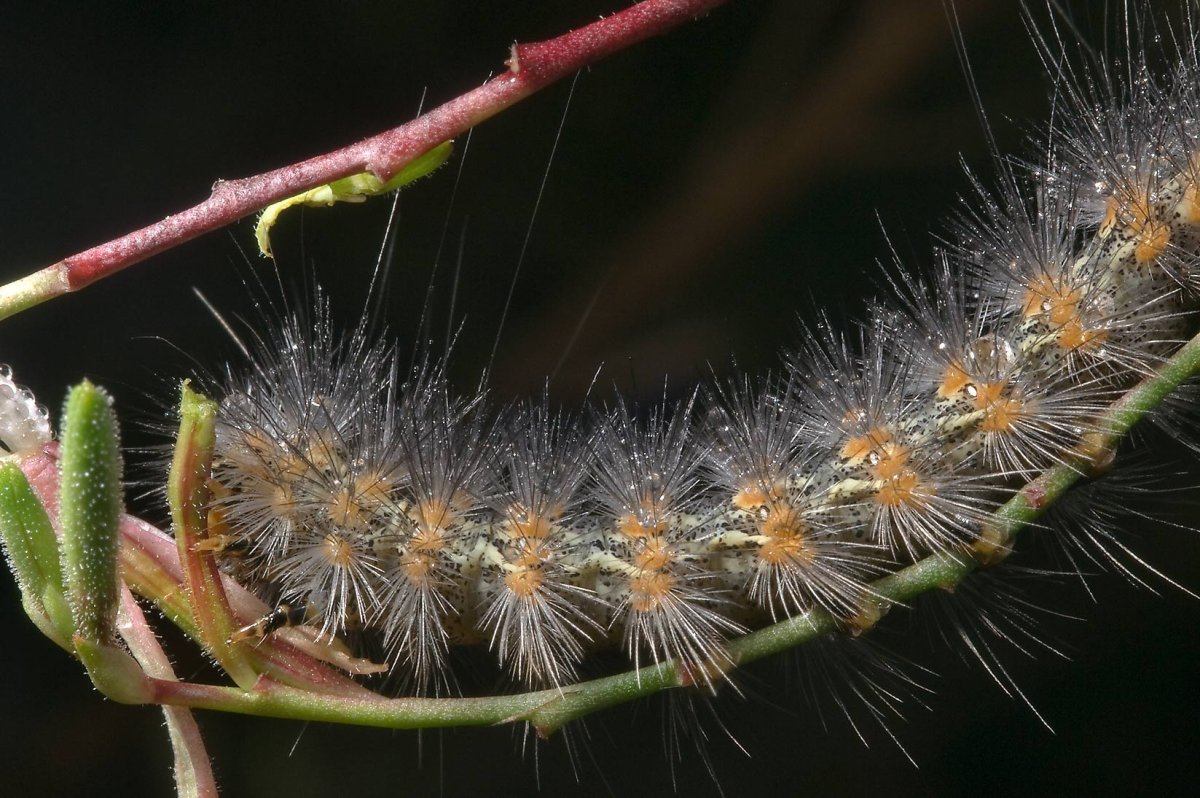 Желтая гусеница с черными мохнатыми рожками