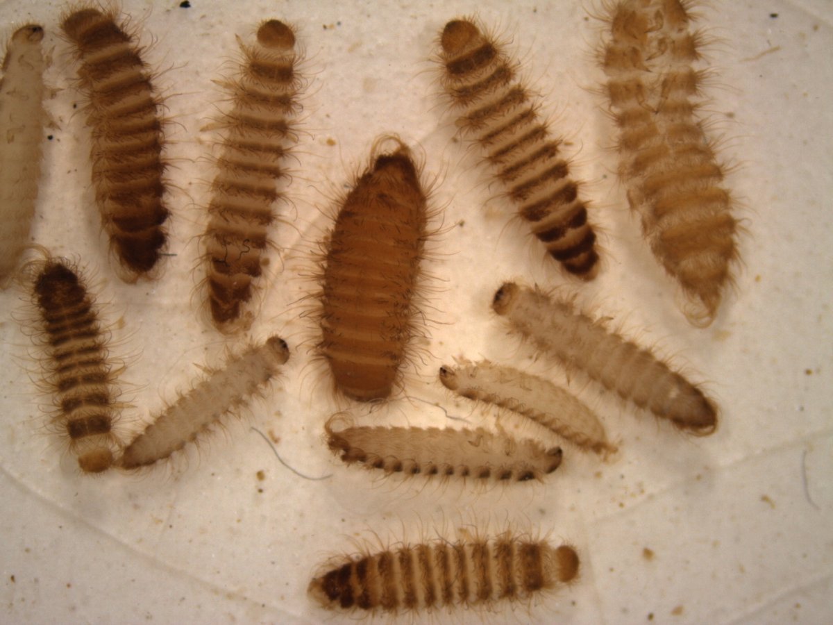 Ковровый Жук кожеед личинка