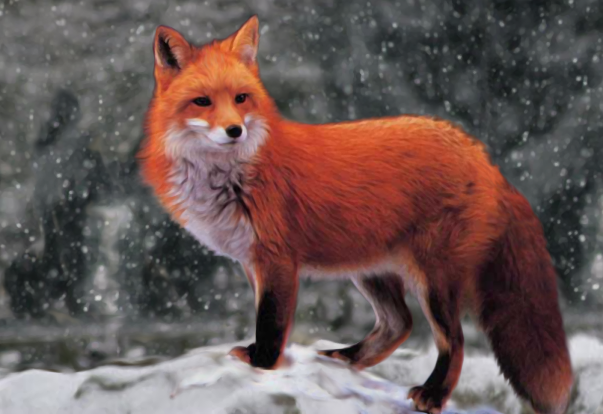 Красная лиса