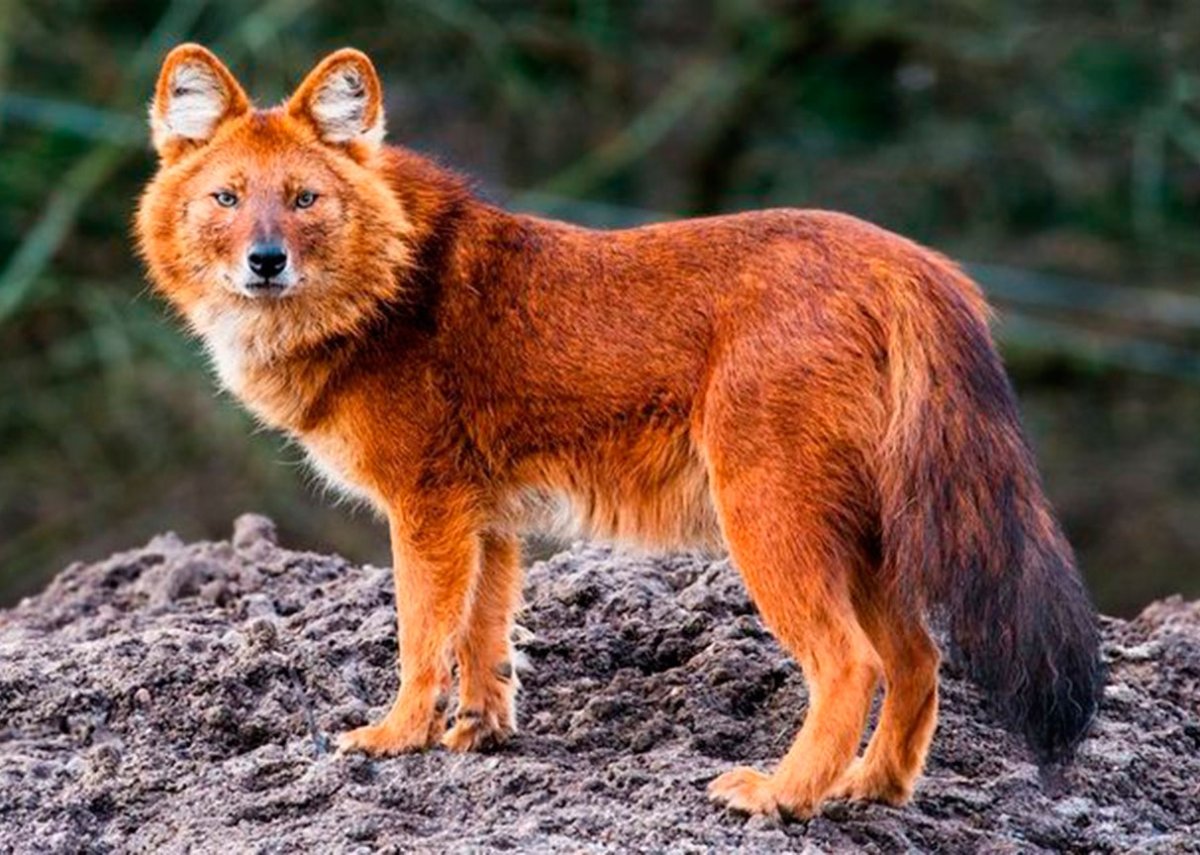 Красный горный волк