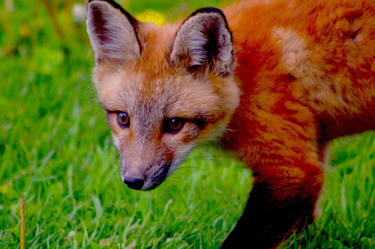 Красная лиса