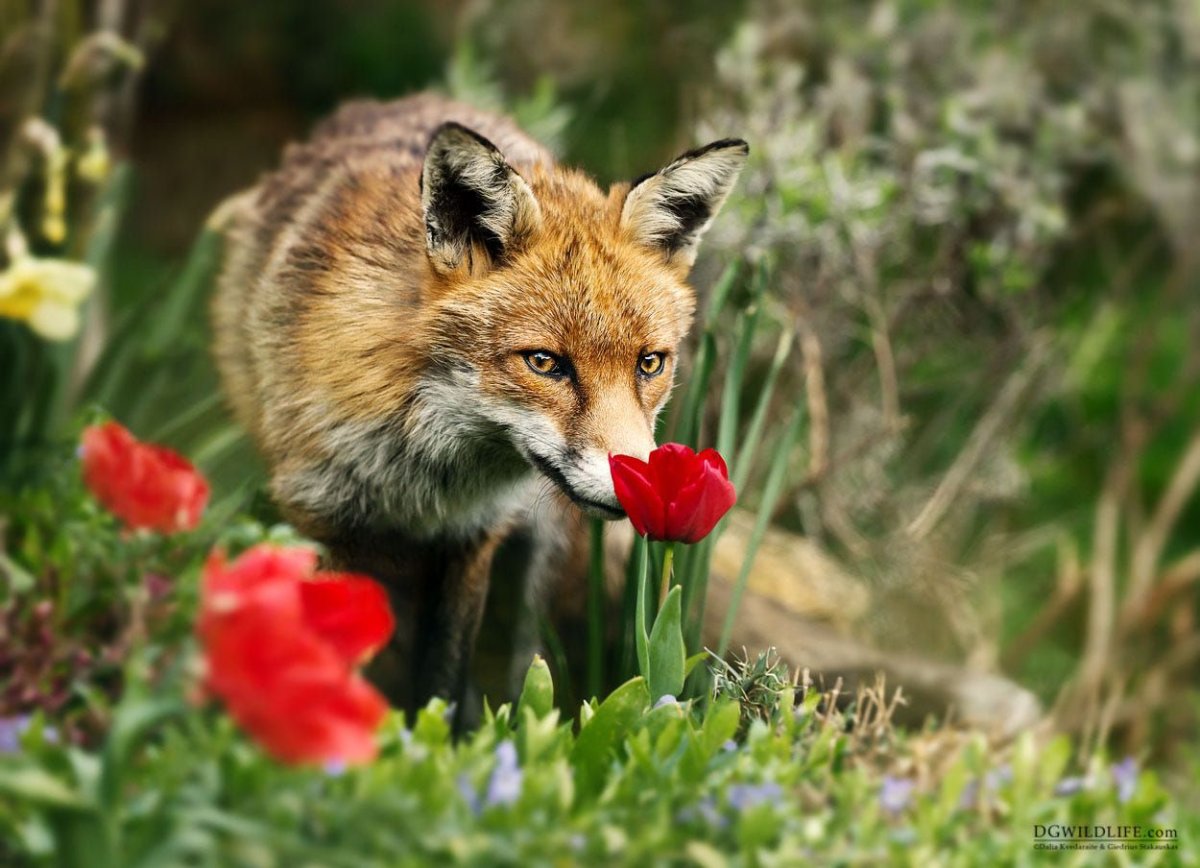 Лиса с тюльпанами