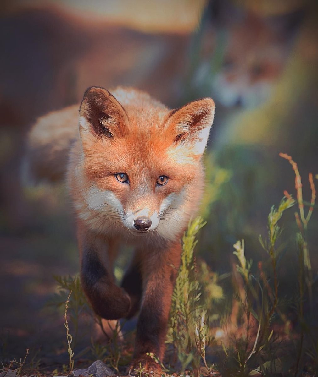 Красивая лиса