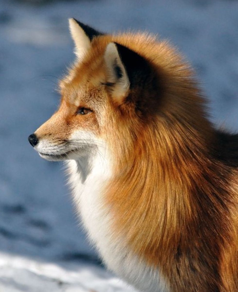 Сибирская лиса