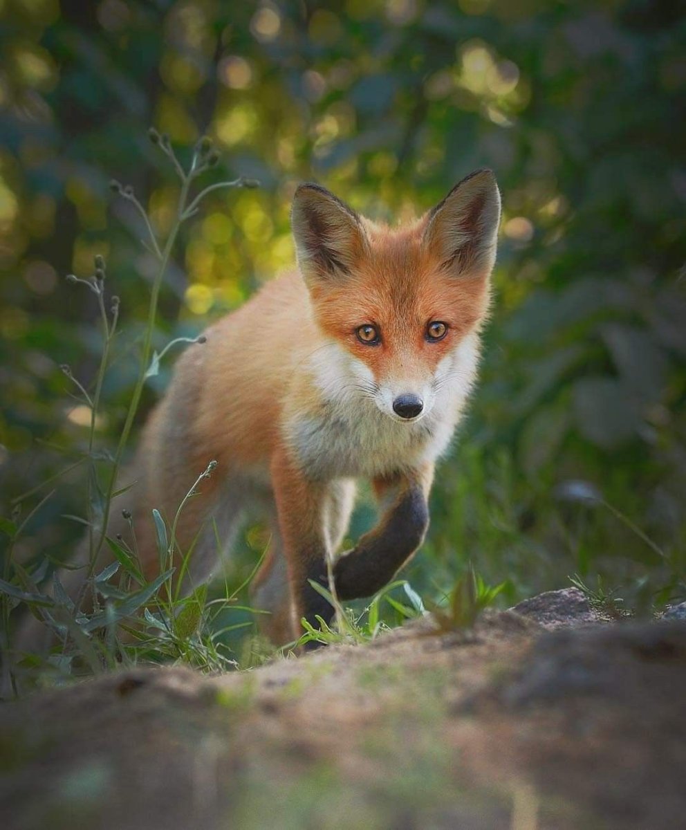 Лисица (Vulpes Vulpes)