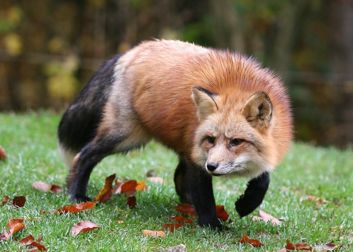 Дикое животное